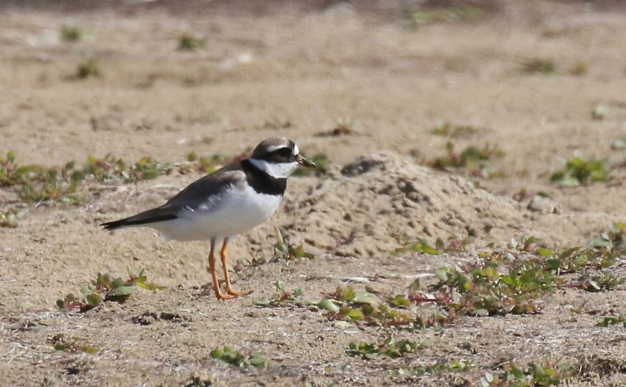 Common Ringed Plover , a species that breeds in Eurasia, was seen at Pt Reyes National Seashore in October 2018