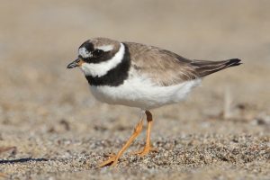 Common Ringed Plover, a species that breeds in Eurasia, was seen at Point Reyes National Seashore in October 2018