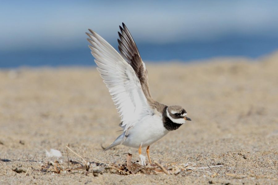 Common Ringed Plover , a species that breeds in Eurasia, was seen at Pt Reyes National Seashore in October 2018