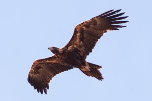 Mass Eagle Poisoning