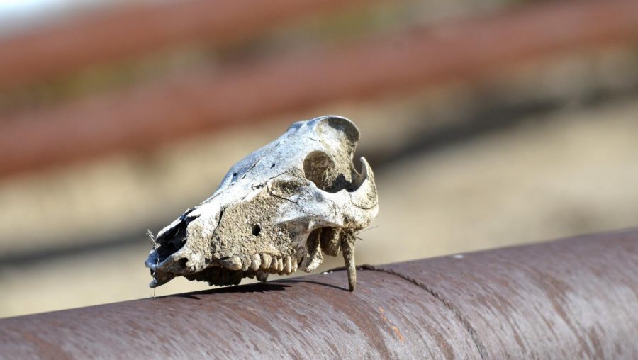 A+cow+skull+sits+on+an+oil+pipeline+near+Bakersfield%2C+CA.+