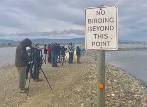 The California Young Birders Club birds on a levee at Modesto Wastewater Treatment Plant.