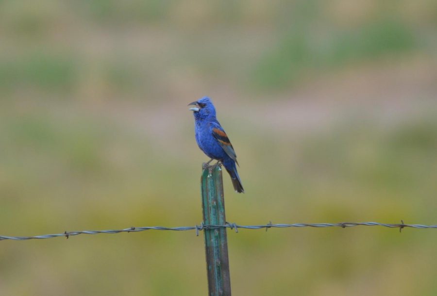 A+male+Blue+Grosbeak+sings+for+his+mate+on+a+fencepost+in+Boulder+County%2C+Colorado.+Over+25%25+of+all+migratory+birds+like+this+one+were+lost+since+1970%2C+according+to+a+new+study.+