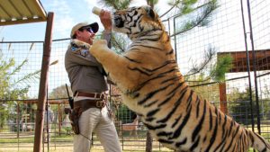 Tiger King: A Look Into the Crazy Life of Big Cat Owners