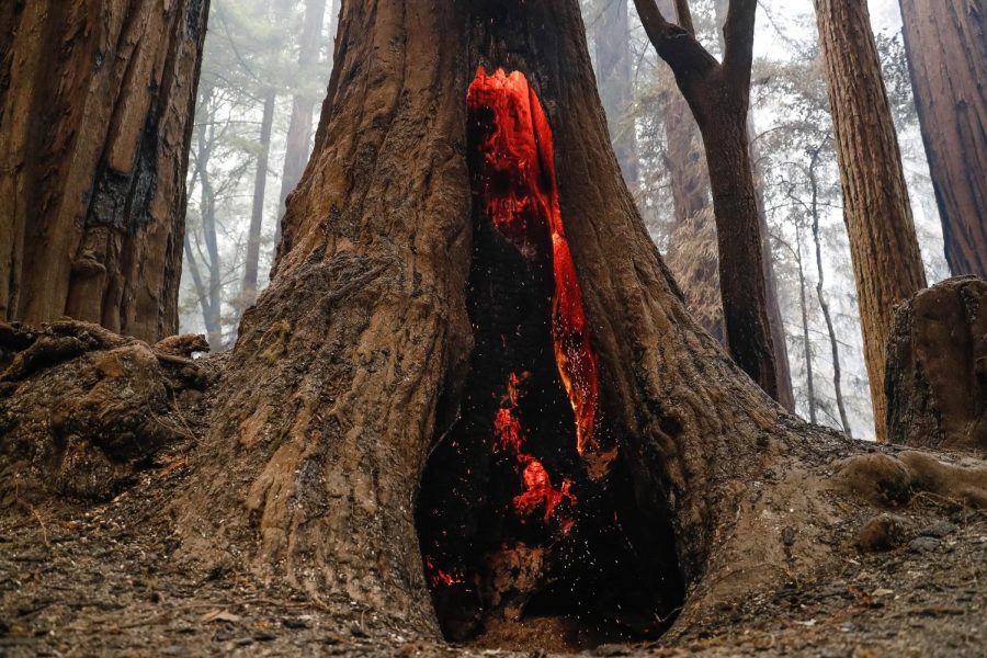 The inside of a redwood remains burning after the fire has passed.