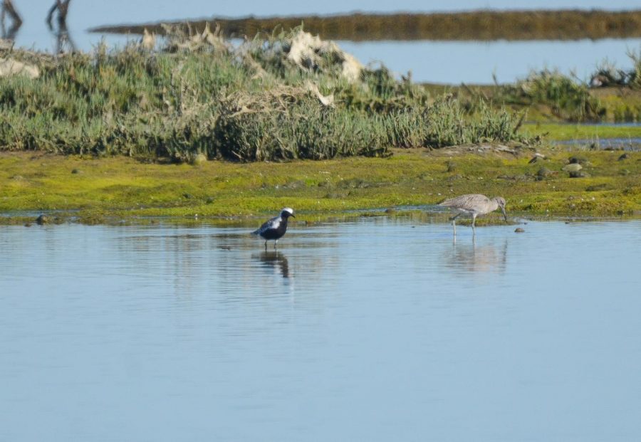 A+Male+Black-bellied+Plover+hangs+out+at+the+Bair+Island+unit+of+Don+Edwards+San+Francisco+Bay+National+Wildlife+Refuge+on+its+way+up+to+the+Alaskan+tundra+in+April.++The+breeding+habitat+that+he+and+other+birds+need+to+breed+is+under+threat+by+recent+advances+from+the+Trump+Administration