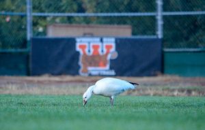 This Snow Goose, a rare visitor to the SF bay and Peninsula, has spent the last few days foraging on Woodsides Softball field, much to the delight of many.