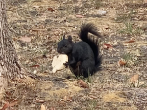 A squirrel enjoys an Uncrustable leftover from lunch. 