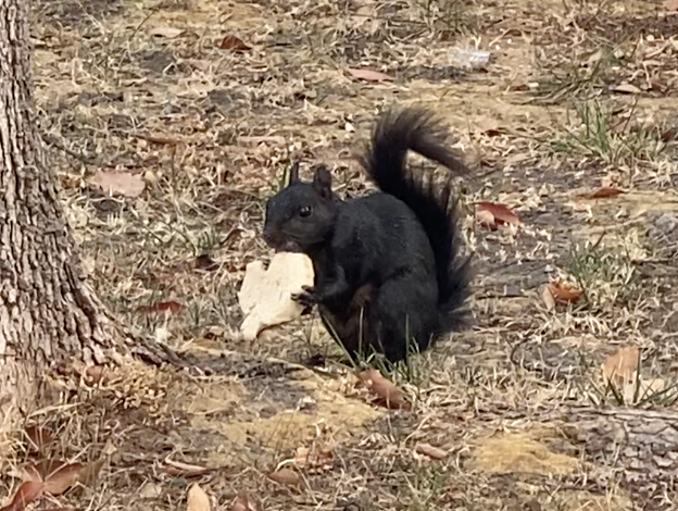 A squirrel enjoys an Uncrustable leftover from lunch. 