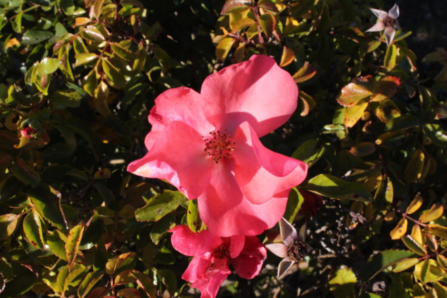 An intensely vibrant, pink Alpine Rose (Rosa pendulina L.) basking in the sun.