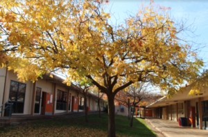The orange-yellow tree near the G-Wing showing its fall colors before shedding its leaves for winter.