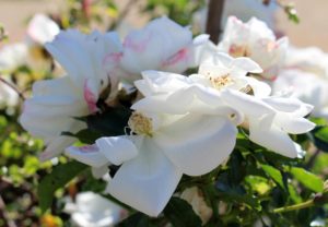 This flower represents beauty and creativity from being the color of bright white.