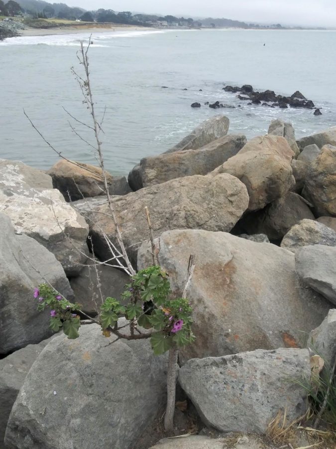 A view of the ocean can be seen from the rocks, which provides a peaceful atmosphere. In front of the rocks, the tree mallow is growing a tree with purple  flowers. 