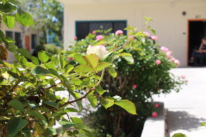 Pink and white roses with green leaves are the dominant colors of this plant.