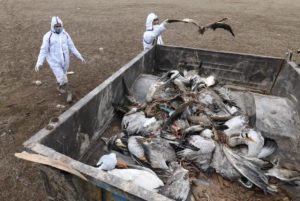 Dead waterfowl pile up in the back of a truck in Pong Reservoir, India, as wildlife workers gather birds supposedly dead of H5N1, or Avian Flu.