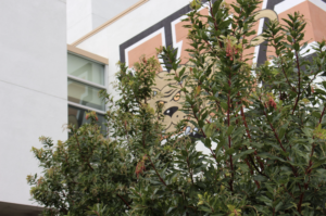 Wilbur the Wildcat has hiding spots all over campus, looking over student life from afar.